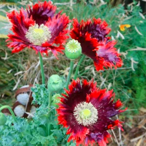 Papaver somniferum 'Drama Queen',  Opium Poppy 'Drama Queen', Papaver 'Drama Queen', Breadseed Poppy 'Drama Queen', Red Flower, Red Papaver, Red Opium Poppy