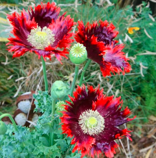 Papaver somniferum 'Drama Queen',  Opium Poppy 'Drama Queen', Papaver 'Drama Queen', Breadseed Poppy 'Drama Queen', Red Flower, Red Papaver, Red Opium Poppy