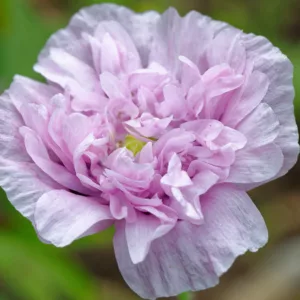 Papaver somniferum 'Candy Floss',  Opium Poppy 'Candy Floss', Pink Poppy, Pink Flower, Pink Papaver, Pink Opium Poppy