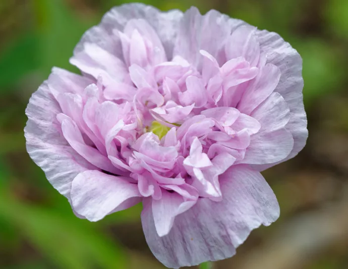 Papaver somniferum 'Candy Floss',  Opium Poppy 'Candy Floss', Pink Poppy, Pink Flower, Pink Papaver, Pink Opium Poppy