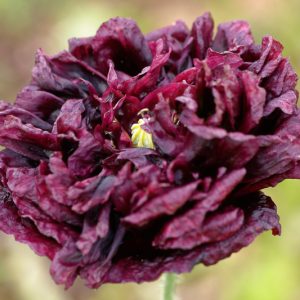 Papaver somniferum 'Black Paeony',  Opium Poppy 'Black Paeony', Opium Poppy 'Black Peony', Black Poppy, Black Flower, Black Papaver, Black Opium Poppy