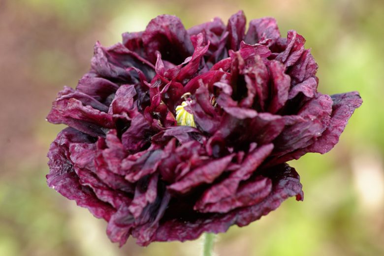 Papaver somniferum 'Black Paeony',  Opium Poppy 'Black Paeony', Opium Poppy 'Black Peony', Black Poppy, Black Flower, Black Papaver, Black Opium Poppy
