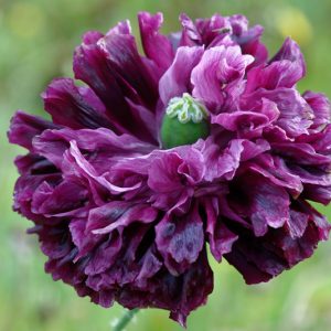 Papaver somniferum 'Schwarzer Drachen',  Opium Poppy 'Schwarzer Drachen', Opium Poppy 'Schwarzer Drachen', Opium Poppy 'Black Dragon', Opium Poppy 'Black Dragon', Black Poppy, Black Flower, Black Papaver, Black Opium Poppy