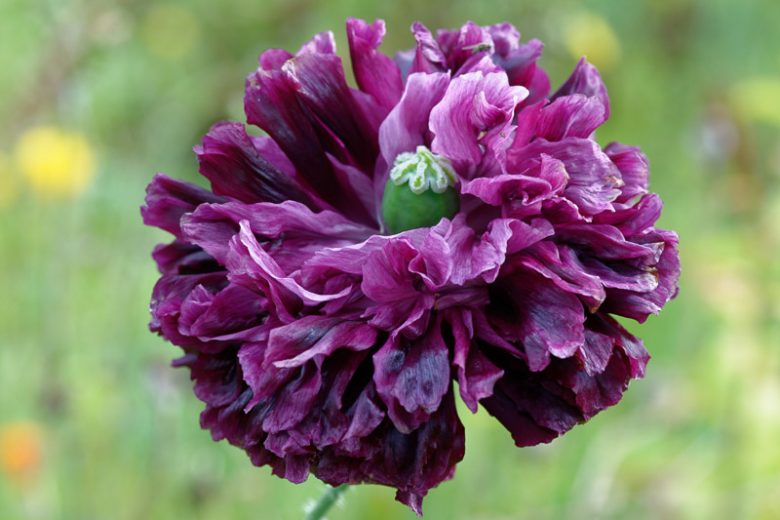 Papaver somniferum 'Schwarzer Drachen',  Opium Poppy 'Schwarzer Drachen', Opium Poppy 'Schwarzer Drachen', Opium Poppy 'Black Dragon', Opium Poppy 'Black Dragon', Black Poppy, Black Flower, Black Papaver, Black Opium Poppy