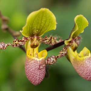 Paphiopedilum Pinocchio gx, Pinocchio Venus Slipper Orchid, Pinocchio Lady Slipper Orchid,  Pink Orchids, Easy Orchids, Easy to Grow Orchids