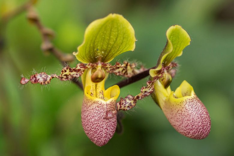 Paphiopedilum Pinocchio gx, Pinocchio Venus Slipper Orchid, Pinocchio Lady Slipper Orchid,  Pink Orchids, Easy Orchids, Easy to Grow Orchids