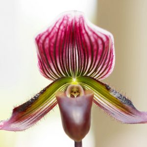 Paphiopedilum barbatum, Venus Slipper Orchid, Lady Slipper Orchid, The Bearded Paphiopedilum, Cordula barbata, Cypripedium barbatum, Cypripedium biflora, Cypripedium purpuratum, Easy Orchids