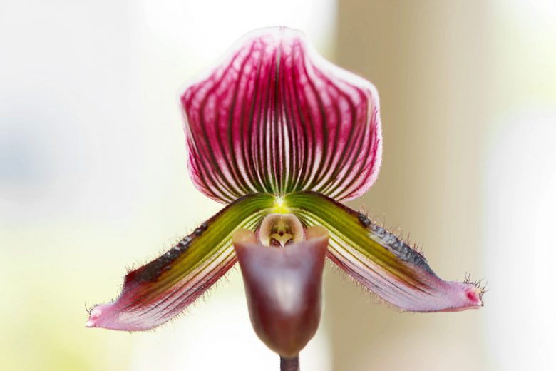 Paphiopedilum barbatum, Venus Slipper Orchid, Lady Slipper Orchid, The Bearded Paphiopedilum, Cordula barbata, Cypripedium barbatum, Cypripedium biflora, Cypripedium purpuratum, Easy Orchids