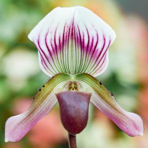 Paphiopedilum callosum, Venus Slipper Orchid, Lady Slipper Orchid, Callus Paphiopedilum, Cordula callosa, Cypripedium barbatum var. warnerianum, Cypripedium callosum, Easy Orchids