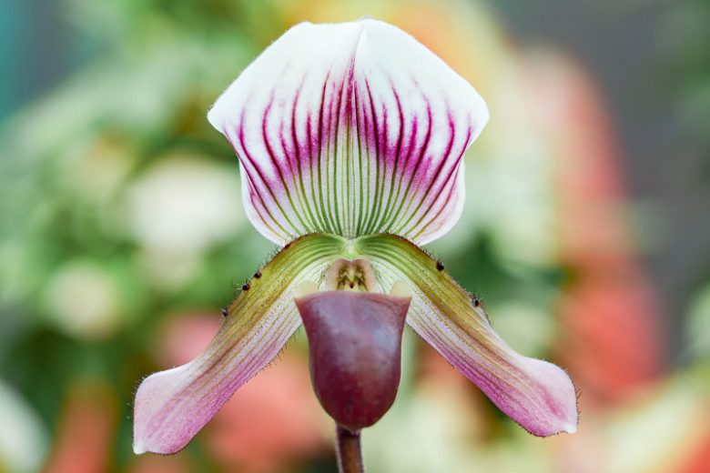 Paphiopedilum callosum, Venus Slipper Orchid, Lady Slipper Orchid, Callus Paphiopedilum, Cordula callosa, Cypripedium barbatum var. warnerianum, Cypripedium callosum, Easy Orchids