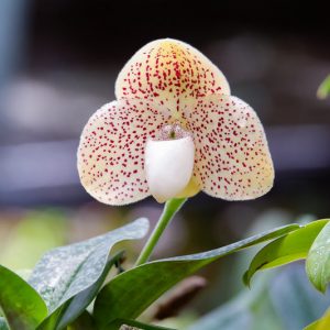 Paphiopedilum concolor, Venus Slipper Orchid, Lady Slipper Orchid, One Colored Paphiopedilum, Cordula concolor, Cypripedium concolor, Easy Orchids, Cream Orchids