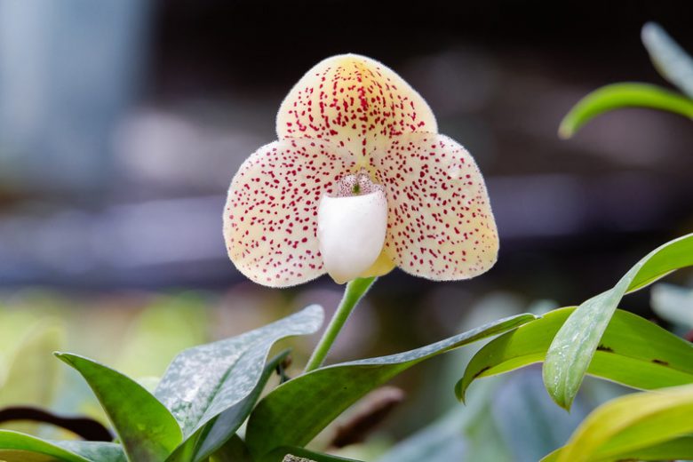 Paphiopedilum concolor, Venus Slipper Orchid, Lady Slipper Orchid, One Colored Paphiopedilum, Cordula concolor, Cypripedium concolor, Easy Orchids, Cream Orchids