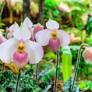 Paphiopedilum delenatii, Venus Slipper Orchid, Lady Slipper Orchid, Easy Orchids, Pink Orchids