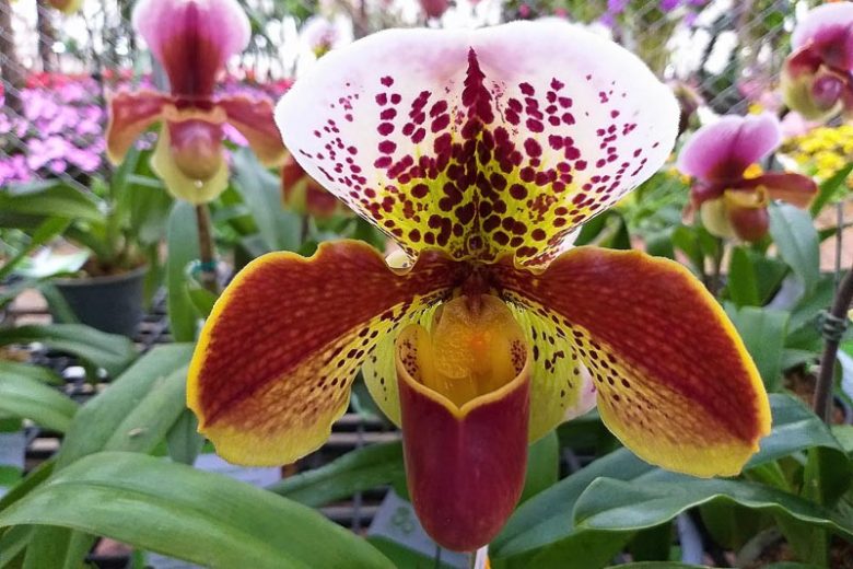 Paphiopedilum gratrixianum, Venus Slipper Orchid, Lady Slipper Orchid, Easy Orchids