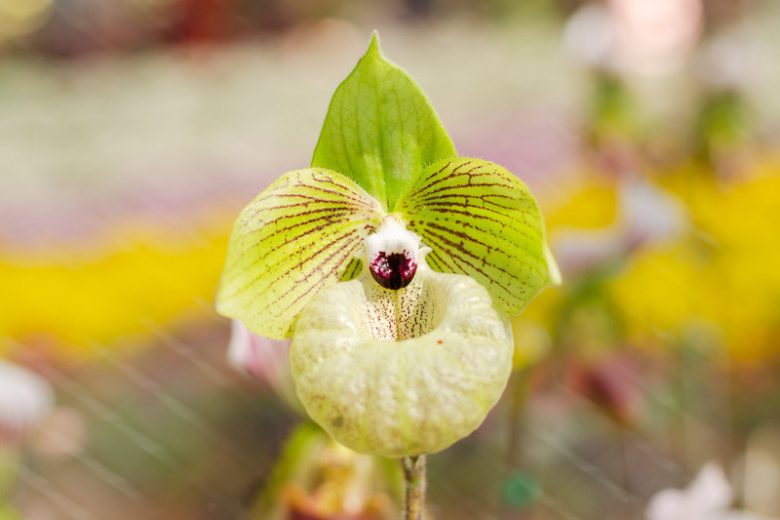 Paphiopedilum malipoense, Venus Slipper Orchid, Lady Slipper Orchid, Jade Slipper Orchid, The Malipo Paphiopedilum, Easy Orchids, Yellow Orchids