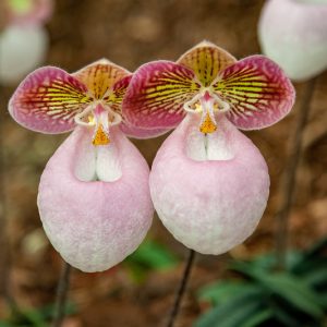 Paphiopedilum micranthum,Venus Slipper Orchid, Lady Slipper Orchid, Tiny Flowered Paphiopedilum, Paphiopedilum globulosum, Easy Orchids, Pink Orchids