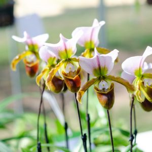 Paphiopedilum spicerianum, Venus Slipper Orchid, Lady Slipper Orchid, Venus Slipper Orchid, Lady Slipper Orchid, Spicer's Paphiopedilum, Cordula spiceriana, Cypripedium spicerianum, Easy Orchids