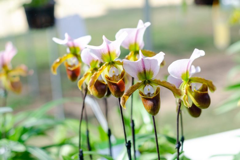 Paphiopedilum spicerianum, Venus Slipper Orchid, Lady Slipper Orchid, Venus Slipper Orchid, Lady Slipper Orchid, Spicer's Paphiopedilum, Cordula spiceriana, Cypripedium spicerianum, Easy Orchids
