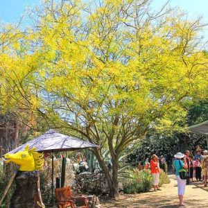Parkinsonia aculeata, Retama, Paloverde, Mexican Paloverde, Jerusalem Thorn, Horsebean, Lluvia De Oro, Desert Trees, Yellow Flowers