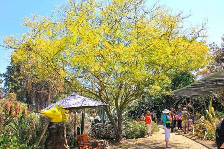 Parkinsonia aculeata, Retama, Paloverde, Mexican Paloverde, Jerusalem Thorn, Horsebean, Lluvia De Oro, Desert Trees, Yellow Flowers