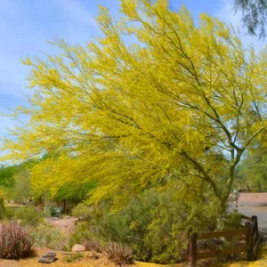 Parkinsonia florida, Blue Paloverde, Cercidium floridum, Cercidium floridum ssp. floridum, Desert Trees, Yellow Flowers
