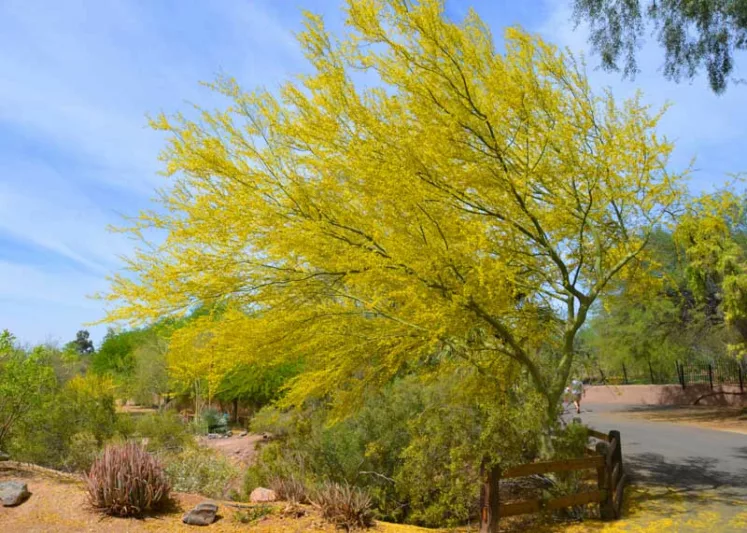 Parkinsonia florida, Blue Paloverde, Cercidium floridum, Cercidium floridum ssp. floridum, Desert Trees, Yellow Flowers