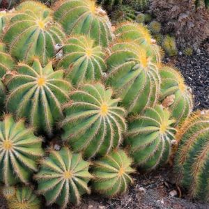 Parodia magnifica, Balloon Cactus, Green Ball Cactus, Blue Ball Cactus, Eriocactus magnificus, Notocactus magnificus, Drought Tolerant Plants, Blue Cactus