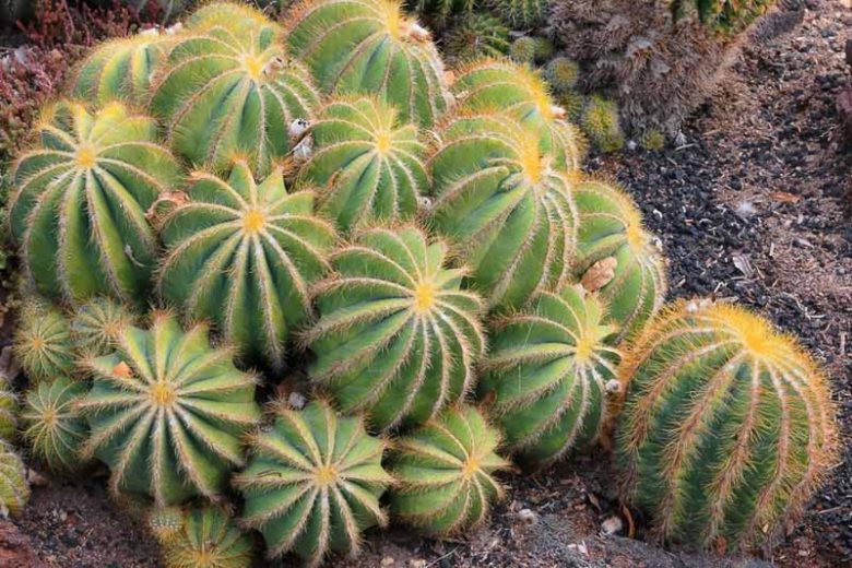 Parodia magnifica, Balloon Cactus, Green Ball Cactus, Blue Ball Cactus, Eriocactus magnificus, Notocactus magnificus, Drought Tolerant Plants, Blue Cactus