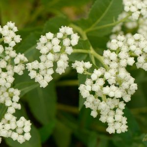 Parthenium integrifolium, Wild Quinine, American Fever-Few, American Feverfew, Prairie Dock