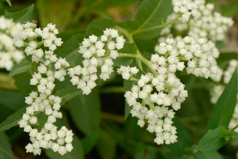 Parthenium integrifolium, Wild Quinine, American Fever-Few, American Feverfew, Prairie Dock