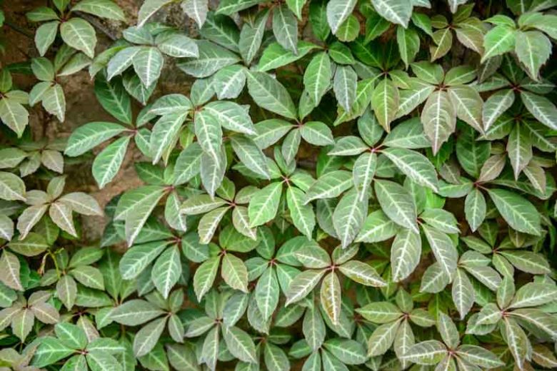 Parthenocissus henryana, Chinese Virginia Creeper, Silver-Vein Creeper, Ampelopsis henryana, Vitis henryana, Deciduous Vines, Red Vines