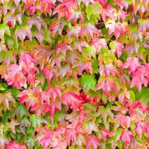 Parthenocissus tricuspidata, Boston Ivy, Japanese Creeper, Japanese Ivy, Ampelopsis hoggii, Ampelopsis tricuspidata, Vitis inconstans, Deciduous Vines, Red Vines