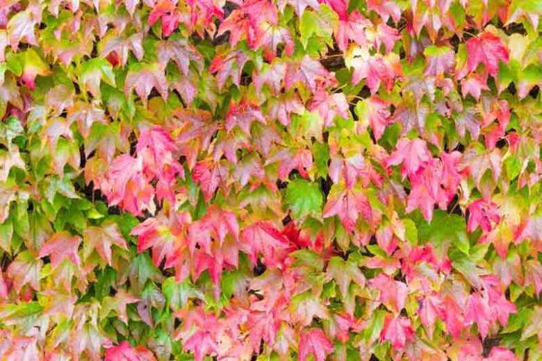 Parthenocissus tricuspidata, Boston Ivy, Japanese Creeper, Japanese Ivy, Ampelopsis hoggii, Ampelopsis tricuspidata, Vitis inconstans, Deciduous Vines, Red Vines