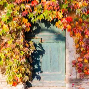 Parthenocissus tricuspidata 'Veitchii', Boston Ivy 'Veitchii', Japanese Creeper 'Veitchii', Japanese Ivy 'Veitchii', Deciduous Vines, Red Vines