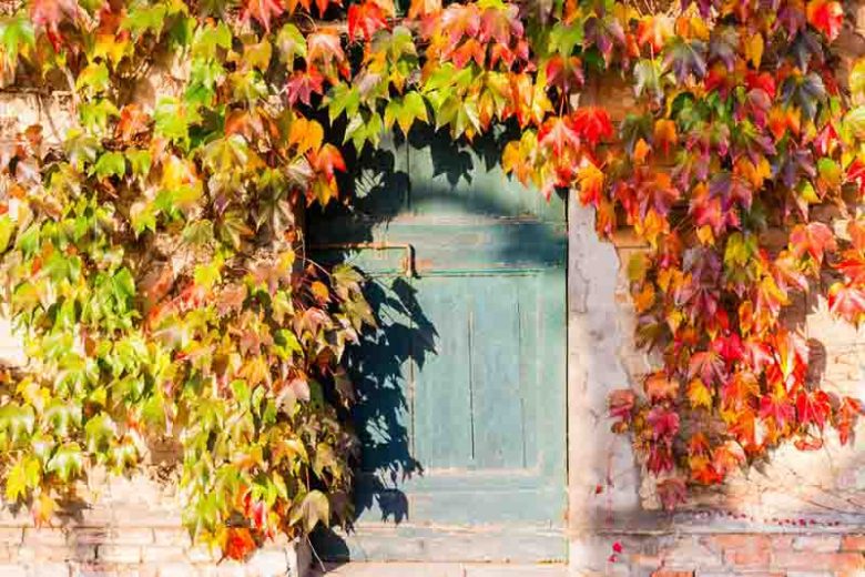 Parthenocissus tricuspidata 'Veitchii', Boston Ivy 'Veitchii', Japanese Creeper 'Veitchii', Japanese Ivy 'Veitchii', Deciduous Vines, Red Vines
