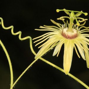 Passiflora lutea, Yellow Passionflower, Yellow Passion Vine, Yellow Passion-Flower, Flower of Five Wounds, Southern Beauty, Yellow Vines, Mediterranean Vines, Yellow Flowers