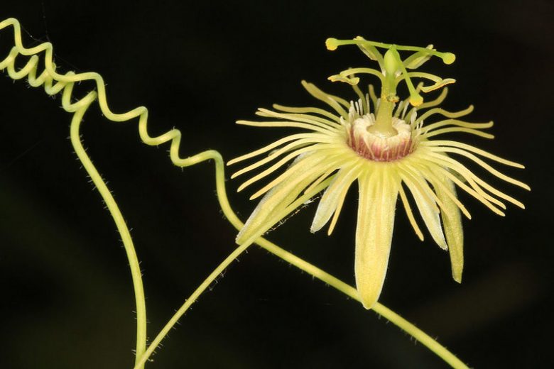 Passiflora lutea, Yellow Passionflower, Yellow Passion Vine, Yellow Passion-Flower, Flower of Five Wounds, Southern Beauty, Yellow Vines, Mediterranean Vines, Yellow Flowers