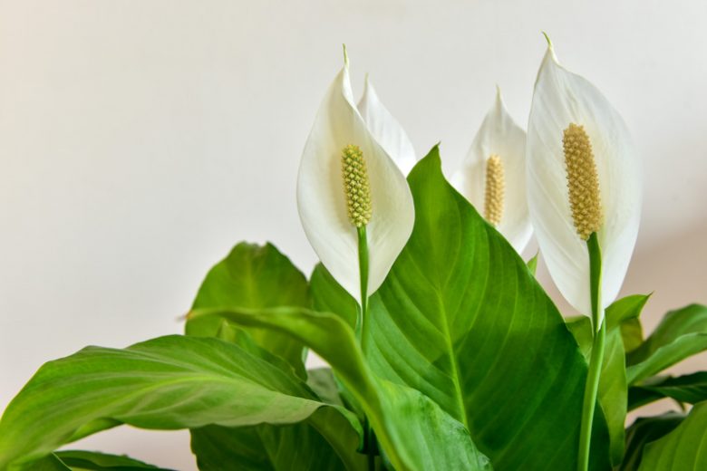 Peace Lily, Peace Lily Care, Peace Lily Plant, Peace Lilies, Spathiphyllum, Indoor Plants, Houseplants