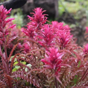 Pedicularis densiflora, Indian Warrior, Warrior's Plume, California Native Plants, California Native Perennial, Red flowers