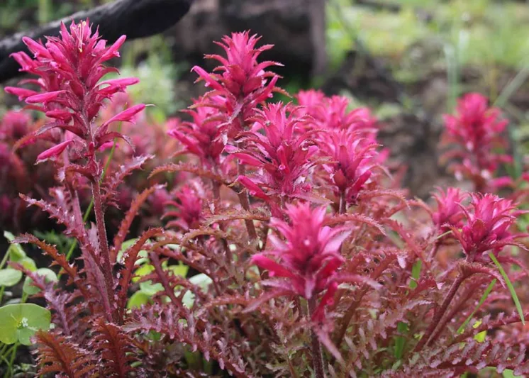 Pedicularis densiflora, Indian Warrior, Warrior's Plume, California Native Plants, California Native Perennial, Red flowers