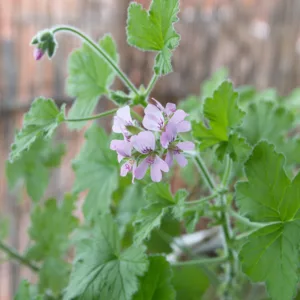 Pelargonium 'Attar of Roses', Scented Geranium 'Attar of Roses', Pelargonium capitatum 'Attar of Roses', evergreen perennial, evergreen shrub, Pink flowers, Pink Pelargonium