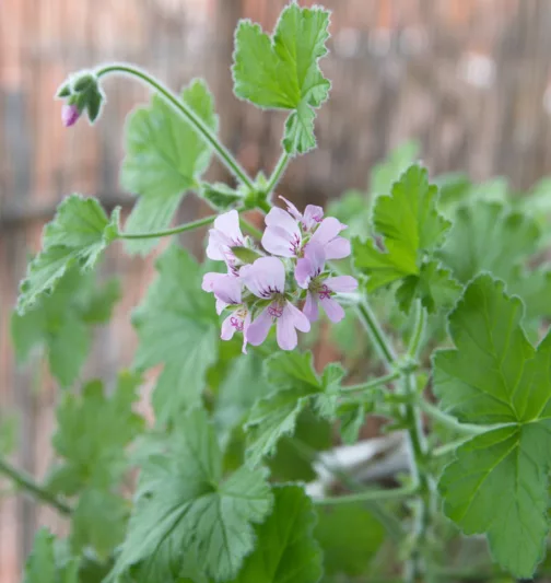 Pelargonium 'Attar of Roses', Scented Geranium 'Attar of Roses', Pelargonium capitatum 'Attar of Roses', evergreen perennial, evergreen shrub, Pink flowers, Pink Pelargonium