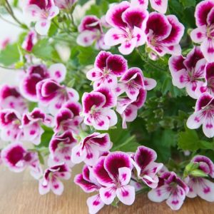Pelargonium, Geranium, Zonal Geranium, Ivy-leaved Geranium, Regal Geranium, Angel Geranium, Scented Geranium