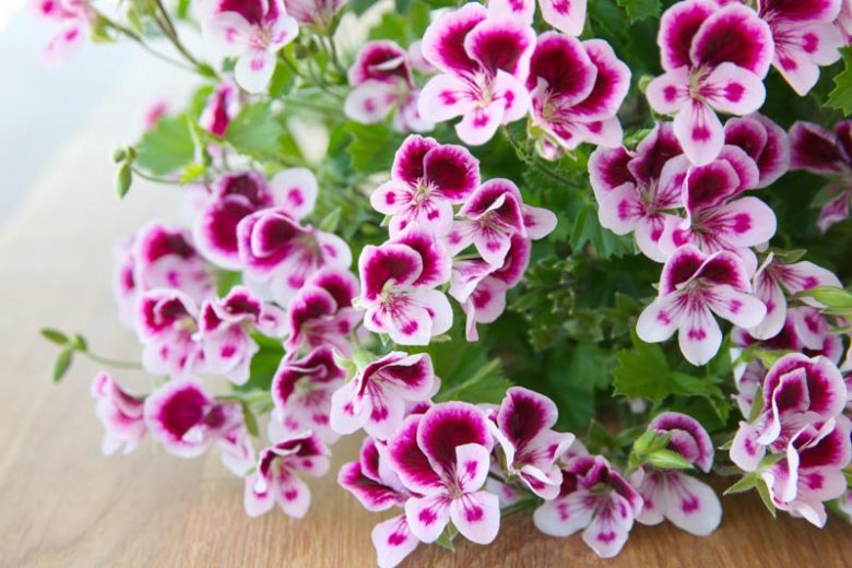 Pelargonium, Geranium, Zonal Geranium, Ivy-leaved Geranium, Regal Geranium, Angel Geranium, Scented Geranium