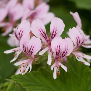Pelargonium 'Grace Thomas', Scented Geranium 'Grace Thomas', evergreen perennial, evergreen shrub, White flowers, White Pelargonium