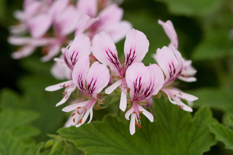 Pelargonium 'Grace Thomas', Scented Geranium 'Grace Thomas', evergreen perennial, evergreen shrub, White flowers, White Pelargonium