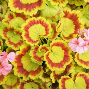 Pelargonium 'Mrs Quilter', Zonal Geranium 'Mrs Quilter', Fancy Leaf Geranium 'Mrs Quilter', evergreen perennial, evergreen shrub, Pink flowers