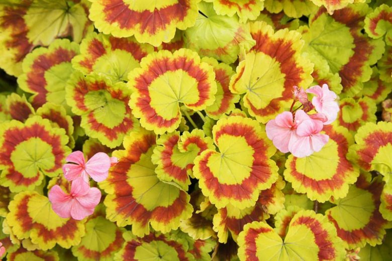 Pelargonium 'Mrs Quilter', Zonal Geranium 'Mrs Quilter', Fancy Leaf Geranium 'Mrs Quilter', evergreen perennial, evergreen shrub, Pink flowers