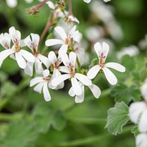 Pelargonium odoratissimum, Apple Geranium, Nutmeg Geranium, evergreen perennial, evergreen shrub, White flowers, White Pelargonium