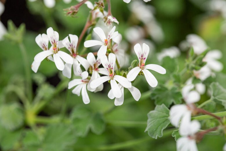 Pelargonium odoratissimum, Apple Geranium, Nutmeg Geranium, evergreen perennial, evergreen shrub, White flowers, White Pelargonium